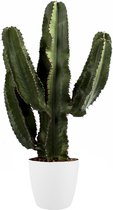 Cactus van Botanicly – Cactus incl. sierpot wit als set – Hoogte: 80 cm – Euphorbia Eritrea