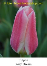 tulp Rosy Dream 25 bollen maat 12/+ tulpen bloembollen