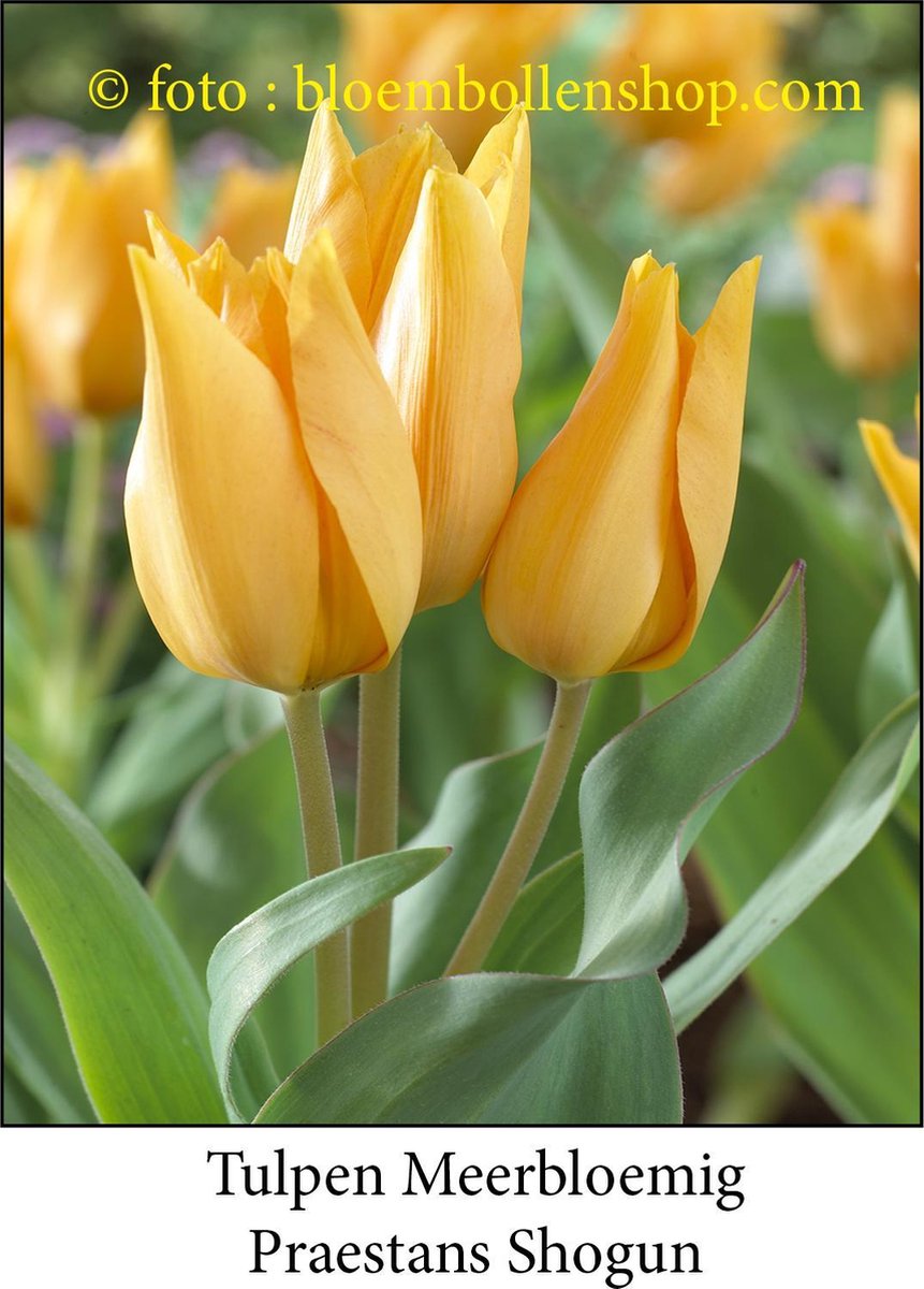 tulp Praestans Shogun 25 bollen maat 9/10 tulpen - bloembollen- tulpenbollen