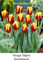 tulp Keizerkroon 25 bollen maat 12/+ tulpen bloembollen