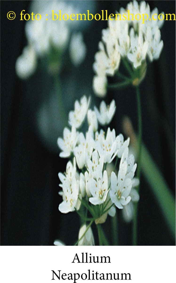 allium Neapolitanum 50 bollen maat 4/+ sierui