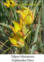 tulp Orphanidea Flava 25 bollen maat 6/+ tulpen - bloembollen- tulpenbollen