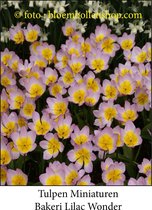 tulp Bakeri Lilac Wonder 25 bollen maat 6/+ tulpen bloembollen