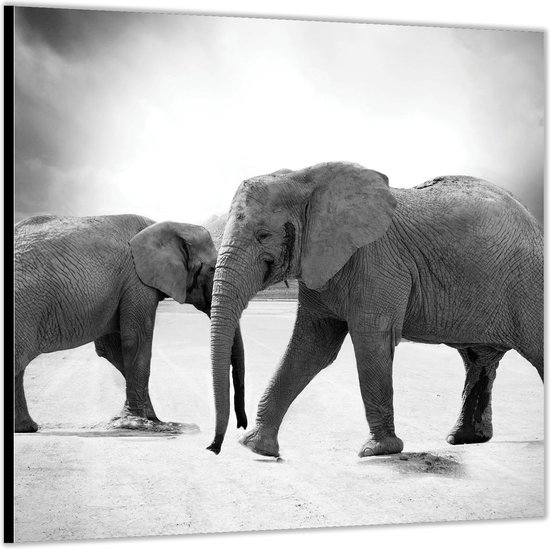 Dibond –Twee Olifanten Zwart - Wit– 50x50 Foto op Aluminium (Met ophangl)