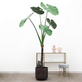 Kunstplant Alocasia - 220cm hoog