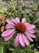 6 x Echinacea purpurea 'Magnus' - Zonnehoed - P9 Pot (9 x 9cm) - Dima Vaste Planten