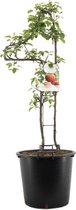 Fruitboom in cijfervorm - Cijfer 1