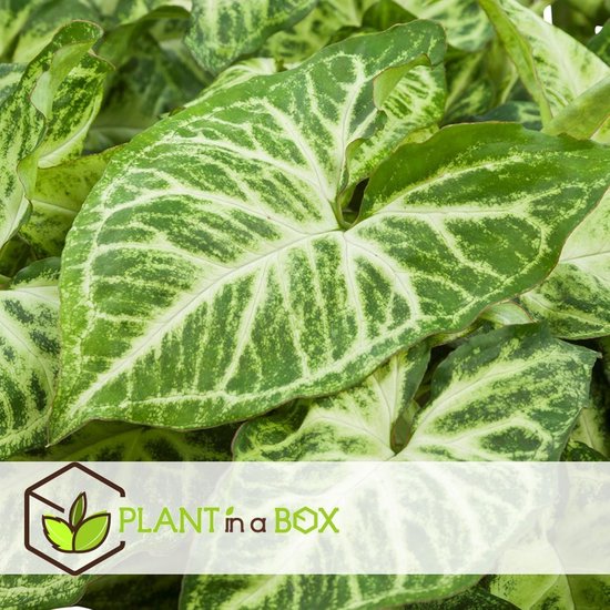 Plant in a Box - Budget mix van 4 luchtzuiverende kamerplanten - Musa - Chamadorea - Syngonium - Coffea - Pot 12cm - Hoogte 25-40cm - Plant In A Box