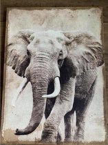 Olifant op Canvas - Wanddecoratie - Muurdecoratie - Canvas - Sfeer - Doek - 78 cm hoog