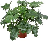 Philodendron Cum Laude 100 cm