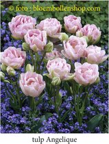tulp Angelique 25 bollen maat 12/+ tulpen - bloembollen