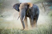 Tuinposter| Olifant 180cm X 120cm – Tuinposter Voor Buiten / Buitencanvas/ Spandoek / Tuinschilderij (tuindecoratie) + Ringen Om De 50cm