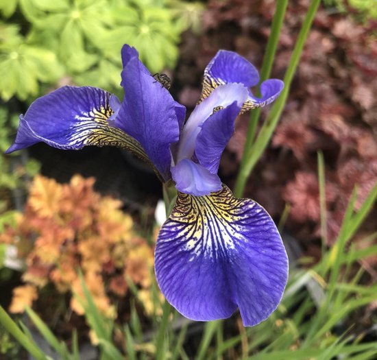 6 x Iris sibirica 'Perry's Blue' - Siberische Lis - P9 Pot (9 x 9cm) - Dima  Vaste Planten | bol.com