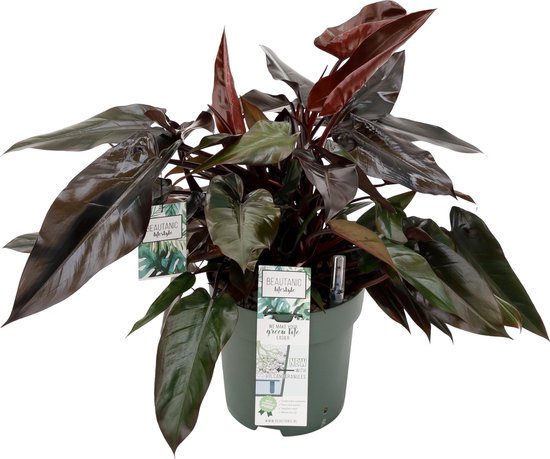 Foto: Philodendron lisa majesty hydrocultuur 60cm hoog met watermeter