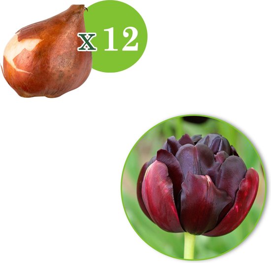 12x Tulipa dlate 'Black Hero' - Tulpen Zwart - Winterhard - 12 tulpenbollen Ø 11-12cm