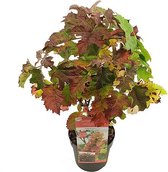 2x Hydrangea Quercifolia Ruby Slippers - Hortensia in 3 liter pot met planthoogte 30-40cm