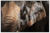 Aziatische olifant op zwarte achtergrond - Foto op Akoestisch paneel - 120 x 80 cm