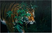 Bengaalse tijger in oerwoud - Foto op Forex - 150 x 100 cm