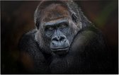 Gorilla op zwarte achtergrond - Foto op Forex - 120 x 80 cm