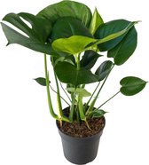 Monstera Deliciosa struik 60 cm