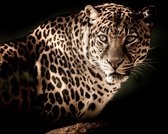 Poster Luipaard - Large 50x70 - Dieren - Kleur - Afrika - Jungle - Wanddecoratie - Safari