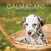 Dalmatians Calendar 2020