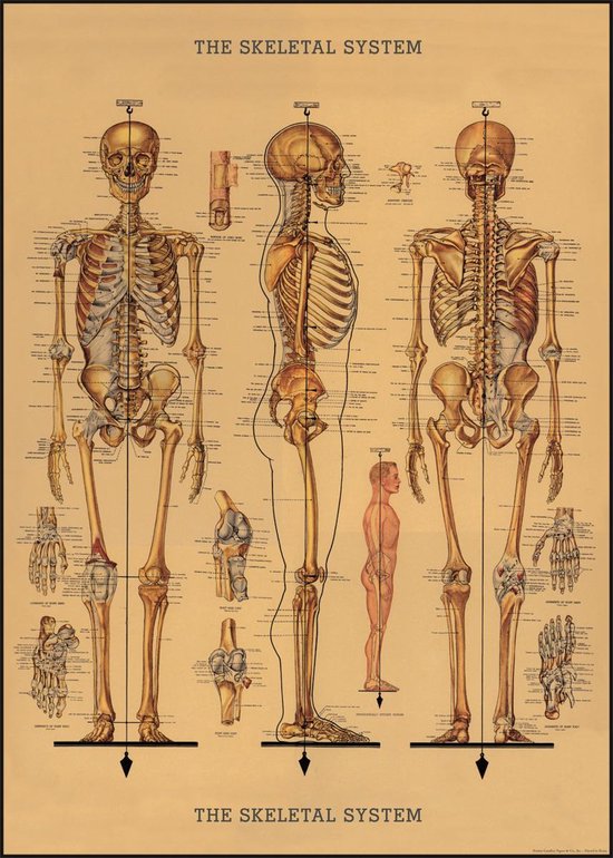 Cavallini & Co - Vintage poster/schoolplaat - Menselijk skelet