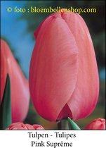 tulp Pink Suprême 25 bollen maat 12/+ tulpen bloembollen