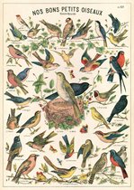 Cavallini & Co - Vintage poster/schoolplaat - Vogels (B)