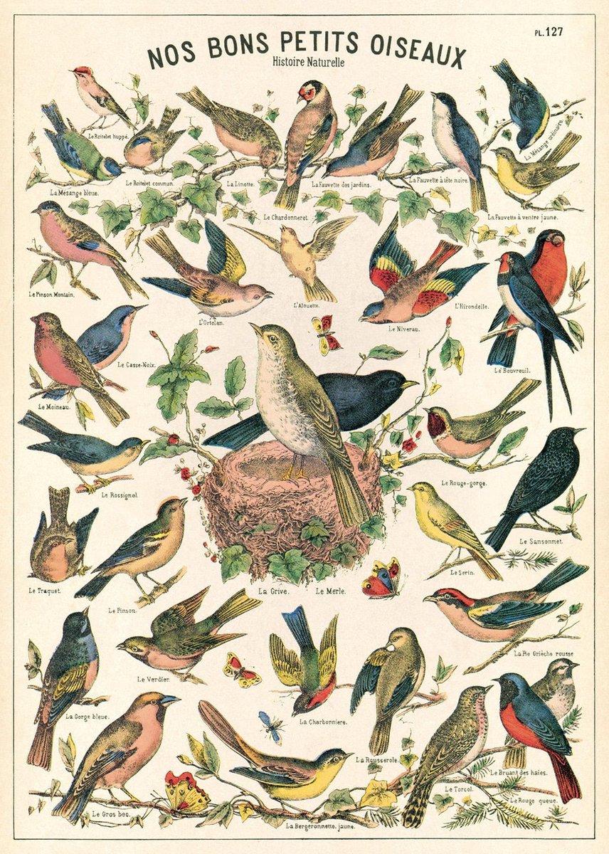 Cavallini & Co - Vintage poster/schoolplaat - Vogels (B) | bol.com