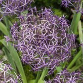Bloembol Allium christophii (Sterrenlook, sierui) - 20 bollen - maat 14+ - cadeau