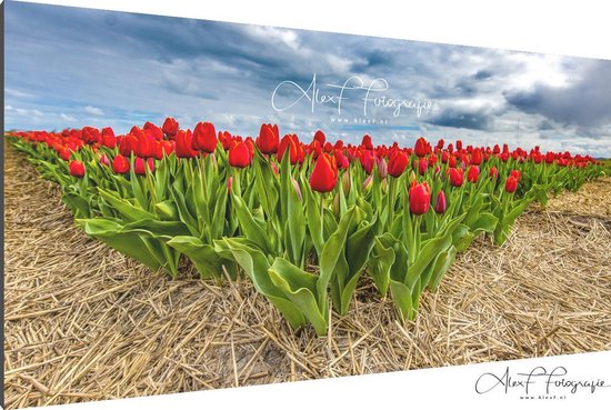 Schilderij op Canvas Tulpen Rood in het veld met Hollandse wolken