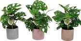 Kamerplanten van Botanicly – 3 × Monstera Monkey Mask – Hoogte: 30 cm – Monstera Obliqua Monkey