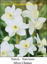 narcis Silver Chimes 20 bollen maat 12/14 botanische narcis