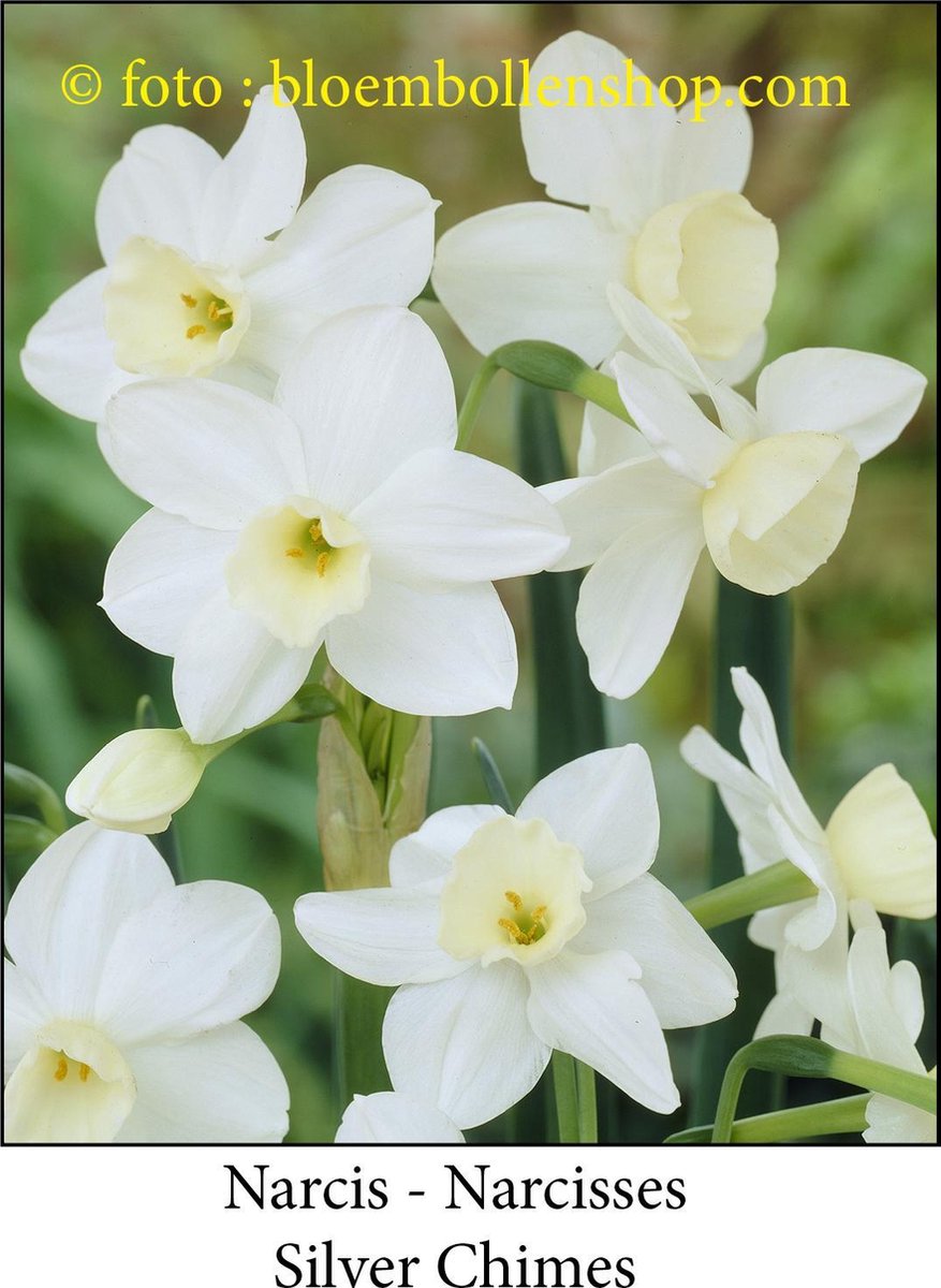 narcis Silver Chimes 20 bollen maat 12/14 botanische narcis