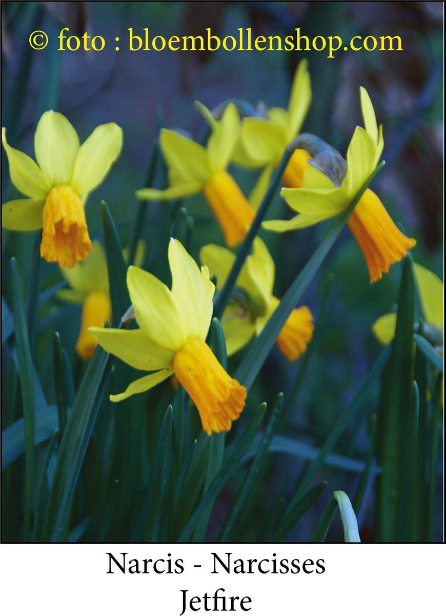 narcis Jetfire 30 bollen maat 12/14 botanische narcis