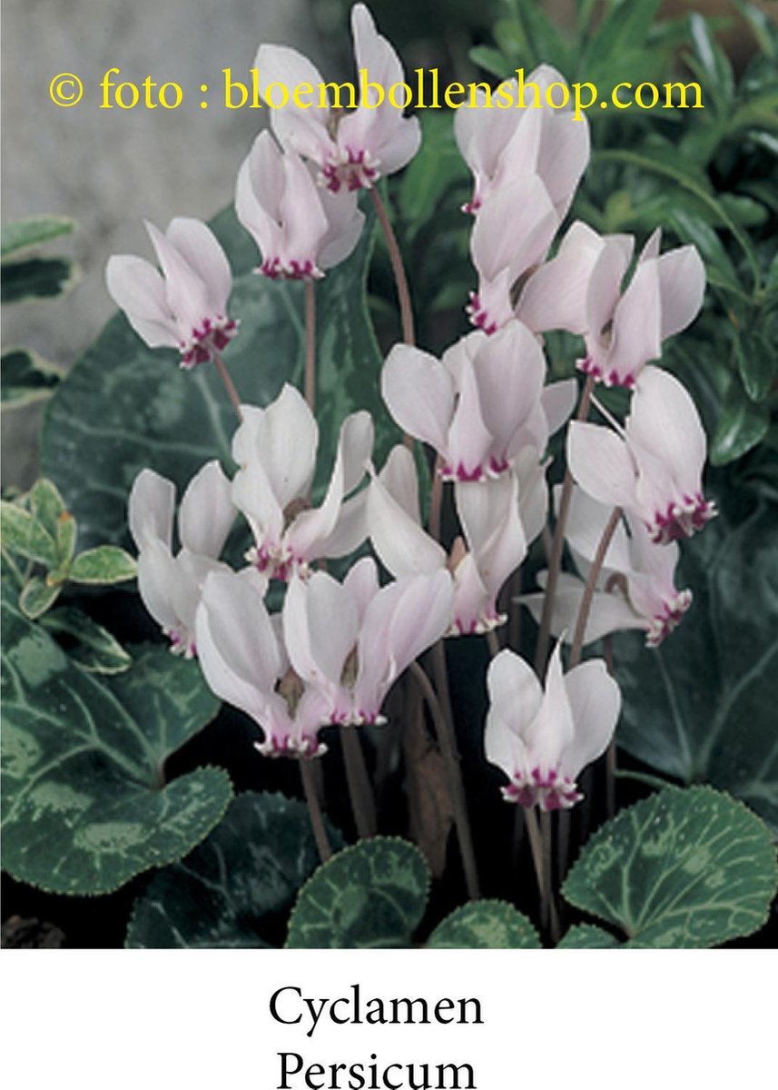 cyclamen Persicum 3 bollen maat 1