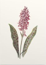 Orchis (Orchis) - Foto op Posterpapier - 29.7 x 42 cm (A3)