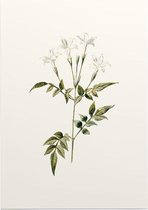 Valse Jasmijn (Jessamine White) - Foto op Posterpapier - 42 x 59.4 cm (A2)