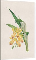 Orchidee Aquarel 2 (Orchid) - Foto op Canvas - 100 x 150 cm