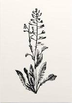 Herderstasje zwart-wit (Shepherds Purse) - Foto op Posterpapier - 42 x 59.4 cm (A2)