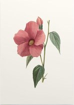 Hibiscus Aquarel (Hibiscus) - Foto op Posterpapier - 42 x 59.4 cm (A2)