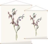 Bijenorchis (Bee Orchis) - Foto op Textielposter - 60 x 80 cm