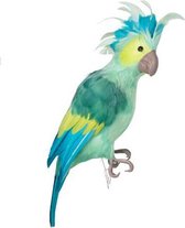 Mooie papegaai van veren blauw