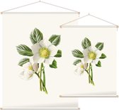 Nieskruid (Hellebore) - Foto op Textielposter - 45 x 60 cm