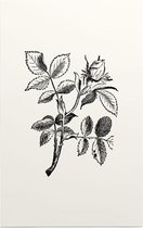 Hondsroos zwart-wit (Dog Rose) - Foto op Forex - 40 x 60 cm