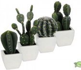 12 stuks Cactus in pot groen 4 assortiment 7,5x7,5x20