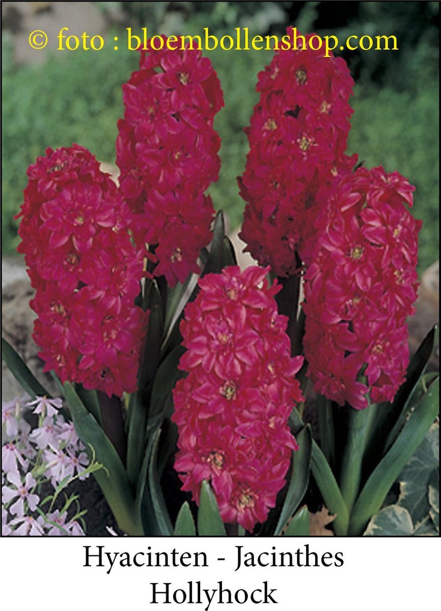 hyacint Hollyhock 7 bollen maat 14/+