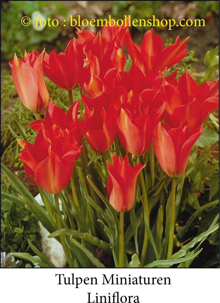 tulp Linifolia 25 bollen maat 6/+ tulpen bloembollen