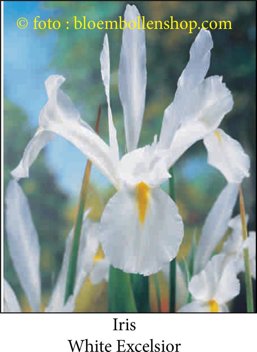 iris White Excelsior 50 bollen maat 7/+